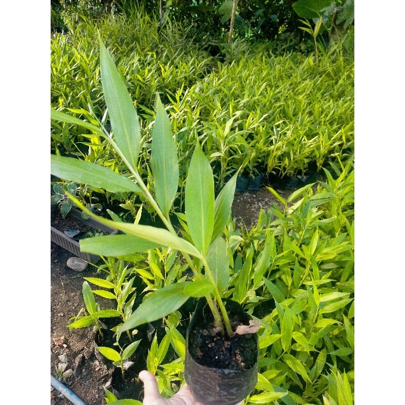 ว่านมหาหงส์   ต้นสะเลเตทุกสีส่งเป็นต้นนะคะ / butterfly lily /  999garden