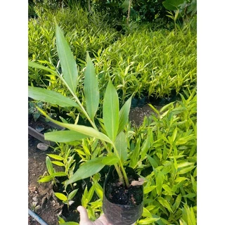 ว่านมหาหงส์ ต้นสะเลเต มี5สี ส่งเป็นต้นนะคะ ต้นแข็งแรง Butterfly Lily