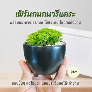 ต้นเฟิร์นกนกนารีแคระ พร้อมกระถางเซรามิค ไม้ประดับ ไม้ตกแต่งบ้าน