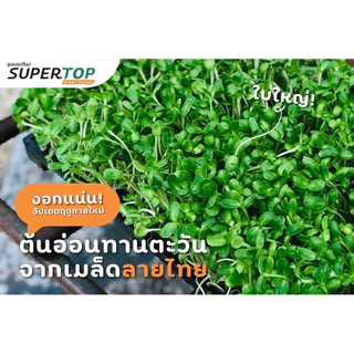 เมล็ดทานตะวันสำหรับเพาะงอก คัดคุณภาพ อัตราการงอก 95% UP (ลายไทย ฤดูกาลใหม่) ราคาปลีก-ส่ง