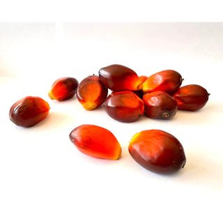 น้ำมันแดง น้ำมันปาล์มแท้ น้ำมันปาล์มแดง Red Palm Oil ทางเลือกใหม่ของผู้ที่ใส่ใจสุขภาพ