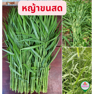 หญ้าขนสด สำหรับกระต่าย หนูแกสบี้ เต่า กำละ 8 บาท 1 กำประมาณ 10ยอด ออแกร์นิค ตามธรรมชาติ