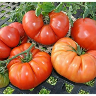 เมล็ดพันธุ์มะเขือเทศเนื้อ บรูตัส แม็กนั่ม (Brutus Magnum Tomato Seed) บรรจุ 25 เมล็ด ของแท้ คุณภาพดี ราคาถูก นำเข้าจาก