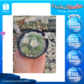 🎉เหลือ 22.- กรอกโค้ดDET50MAR ] ริบูเทียดอกขาว (Rebutia albiflora