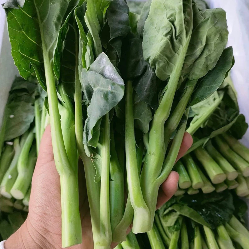 เมล็ดพันธุ์คะน้ายอด 1000 เมล็ด 5 เเถม 1คละได้]