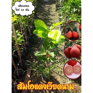 🍃🍃ส้มโอแดงเวียดนาม🍃🍃