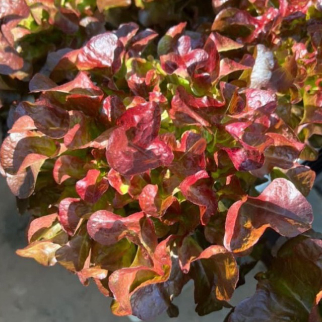 เมล็ดพันธุ์ผักสลัด นำเข้า [RIJK ZWAAN] แบบแบ่งขาย 100 เมล็ด - รูปที่ 5