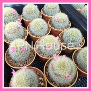 Mammillaria Laui | แมมเลาอ้าย | แมมเลาอาย | แมมลาวอ้าย