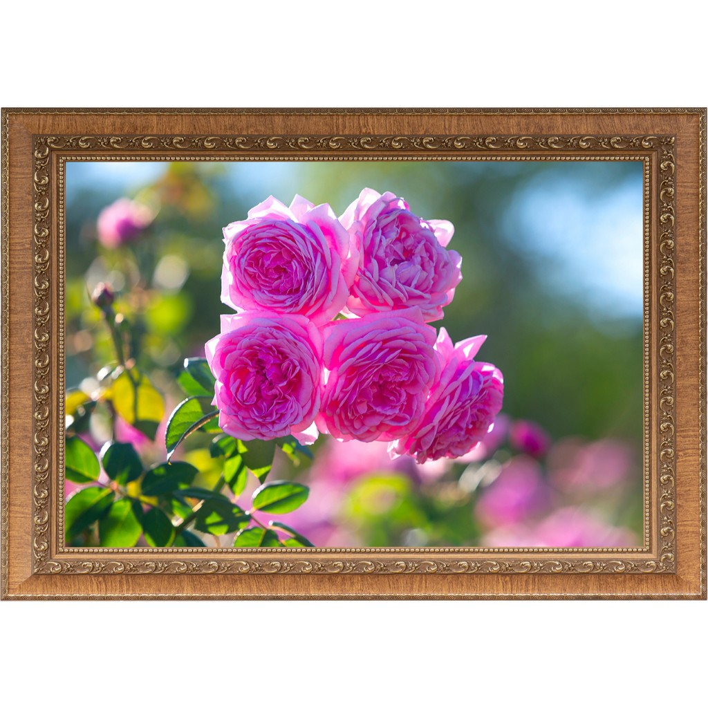 ภาพถ่ายดอกกุหลาบสีชมพูขนาด50x76 ซม.ใส่กรอบไม้ลายหลุยส์
