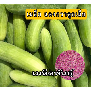 เมล็ดพันธุ์ แตงกวาลูกเล็ก 50 เมล็ด มีบริการเก็บเงินปลายทาง