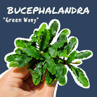 บูเซปเขียวใบหยัก 6+ ยอด/กอ [ Bucep.Green Wavy 5+/clump ]