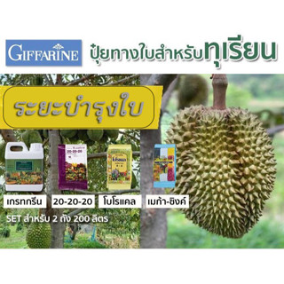 ปุ๋ย ปุ๋ยทุเรียน แยงหางไหม้ ขยายพู บำรุงใบ สะสมอาหาร ระยะบำรุงใบ ระยะขยายพู ระยะแยงหางไหม้ ระยะสมสมอาหาร ปุ๋ยกิฟฟารีน Gi