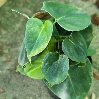 Philodendron Lupinum/ฟิโลเดรนลูพีนั่ม