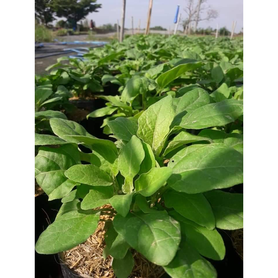 Plants 10 บาท ต้นกล้ามะเขือพวงไร้หนาม1ต้นถุงดำปลูกผัก ผักสวนครัว(พร้อมส่ง เก็บเงินปลายทาง) Home & Living