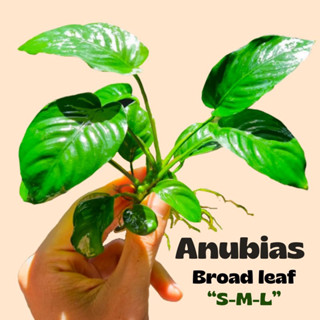 อนูเบียส ใบกว้าง เลือกได้ 3 ขนาด S, M, L - ANUBIAS BROAD LEAF ต้นไม้น้ำ