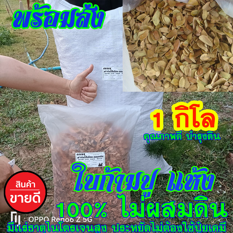 ใบก้ามปูแห้ง ถุงละ 1 กิโลกรัม ธรรมชาติ 100% แบบไม่ผสมดิน พร้อมส่ง