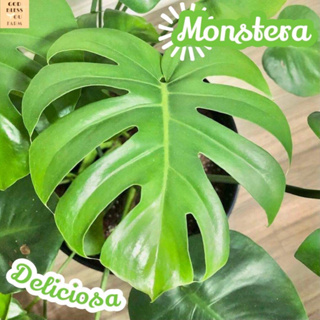 [มอนสเตอร่า] Monstera Deliciosa แคคตัส ต้นไม้ ไม้ใบ ไม่ประดับ ไม้ฟอกอากาศ ไม้ร่ม ใบไม้ ของตกแต่งบ้าน โอโซน ปรับอากาศ ไม้