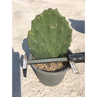 โอพันเทียโอลเม็กซิโก Opuntia Old Mexico ขายแบบมีรากแล้ว