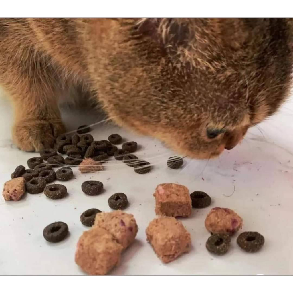 (1.5kg) Cheer Share อาหารแมว ผสม Freeze Dried King of Wild Rich Meat โปรตีน40% ทำจากเนื้อสัตว์82% - รูปที่ 3