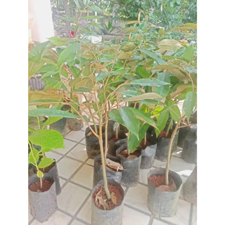 ้ต้นทุเรียนหมอนทองโล๊ะแปลงลดราคาเหลือ39 บาท ส่งขั้นต่ำ2ต้น