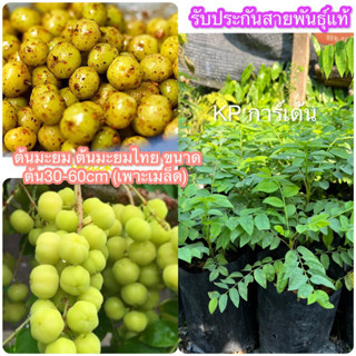 ต้นมะยม ต้นมะยมไทย🌳ขนาดต้น30-60cm (เพาะเมล็ด)พร้อมปลูกได้เลย