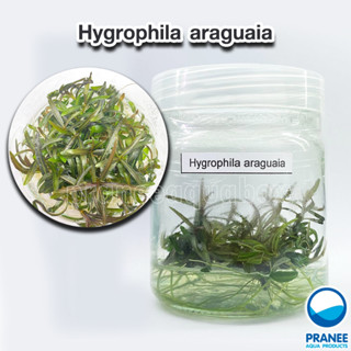 Hygrophila araguaia ไฮโกรใบแดง (เนื้อเยื่อ) ต้นไม้น้ำ ต้นไม้น้ำตกแต่งตู้ปลา ***กรุณาอ่านรายละเอียดก่อนสั่งซื้อ***