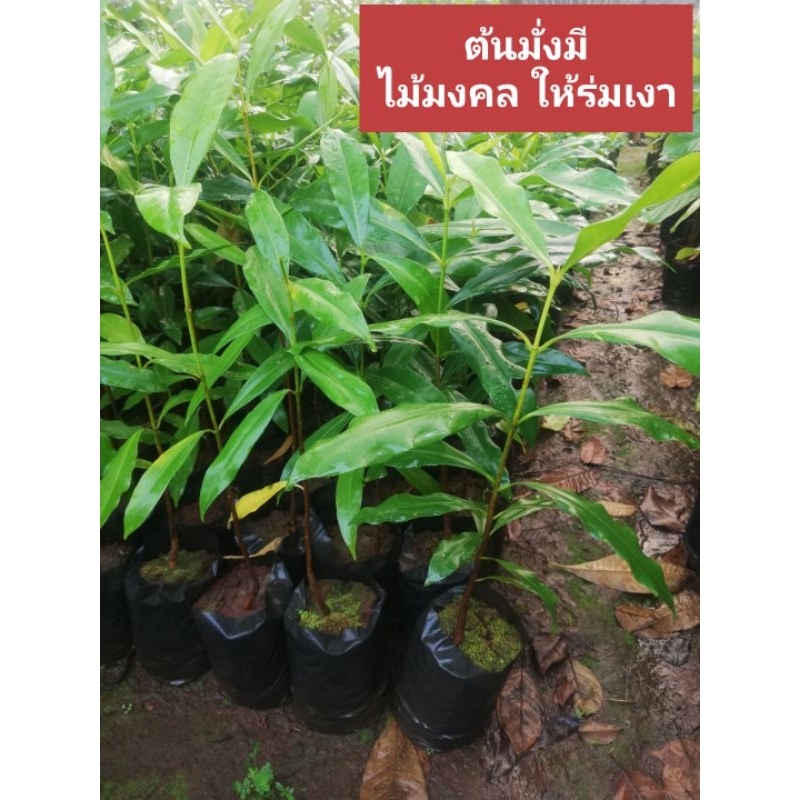 ต้นมั่งมีไม้เพาะเมล็ด สูง 40 cm ขึ้นไป ราคา 35 บาทค่ะ