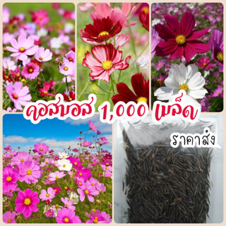 1,000เมล็ด เมล็ดดอกคอสมอส ดาวกระจายฝรั่ง ราคาส่ง​