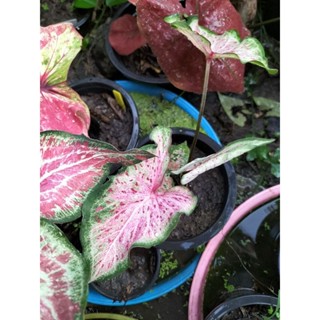 บอนสีหนุมานเชิญธงcaladium