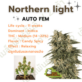 เมล็ดกัญชานอก นำเข้า งานค่าย แท้ 💯 มีแพ็คเกจ เมล็ดพันธ์ุกัญชาสายพันธุ์ northern light (ค่ายSeed stockers)