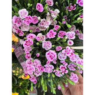 ดอกคาร์เนชั่นแคระ (คาร์เนชั่นผีเสื้อ) Dianthus 🦋🦋