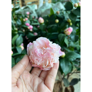 Camellia 🌹 #นำความมั่งคั่ง #มีชีวิตชีวา 70-100cmสีชมพู