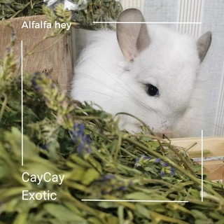 Caycay Alfalfa Hay หญ้าอัลฟาฟ่ารุ่นดอกเยอะมากพิเศษ
