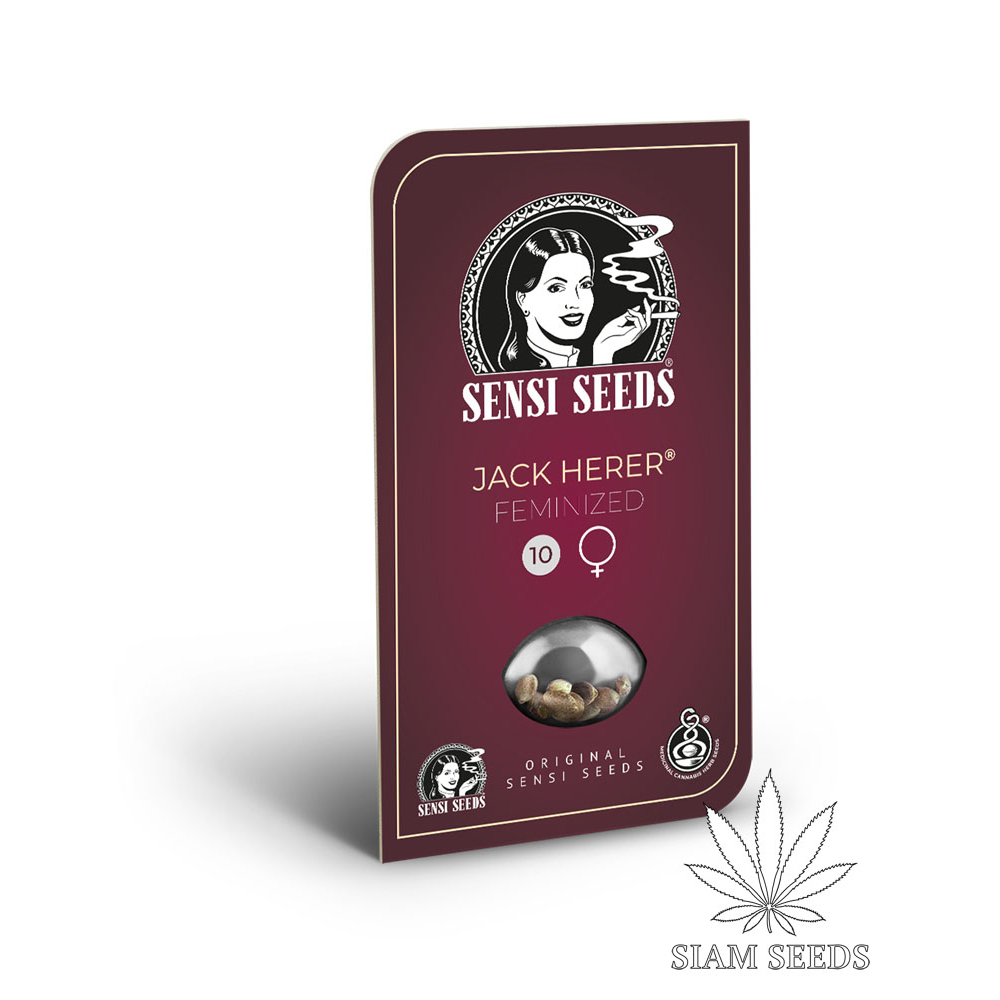 เมล็ดกัญชา Sensi Seeds Jack Herer Fem Cannabis Seeds (Pack of 3)