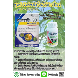 🎋ชุดปราบหญ้าในข้าวโพด#อะทราซีน90+วินโคลเพอร์🌱