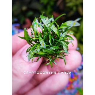 cryptocoryne parva พร้อมปลูก #ไม้น้ำ #ไม้หน้าตู้ #ไม้พื้น โตช้ามาก