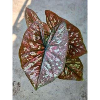 บอนสีศิลาหุ้มทองcaladium