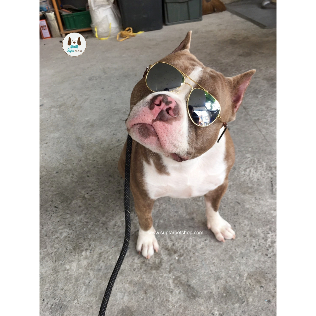 แว่นหมาใหญ่ 10-12 cm มีสายรัด | ทรง Aviator แว่นกันแดดสัตว์เลี้ยง | สำหรับโกลเด้น พิทบูล ไซบีเรียน
