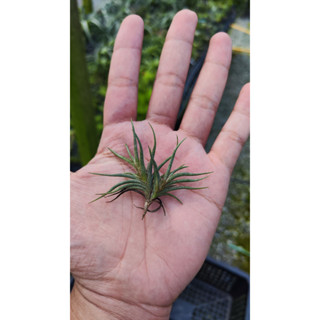 Tillandsia bandensis ทิลแลนเซีย