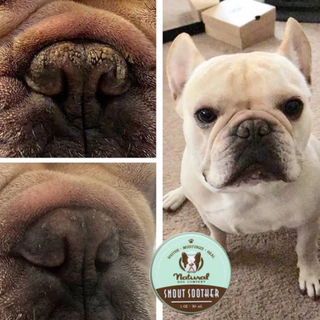 Snout Soother บาล์มทาจมูกสุนัข ขนาดพกพา 4.25g | แก้จมูกแห้ง แตก ลอก ช่วยให้ชุ่มชื้นอย่างอ่อนโยน | Natural Dog Company