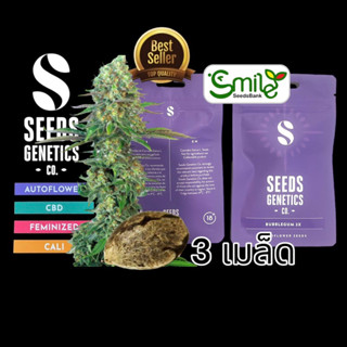 เมล็ดกัญชา Seeds Genetics.Co - Bubblegum (Auto)