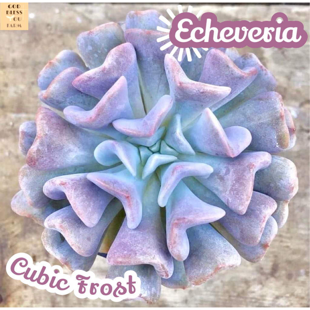 [กุหลาบหิน คิวบิค ฟรอซท์] Echeveria Cubic Frost แคคตัส ต้นไม้ หนาม ทนแล้ง กุหลาบหิน อวบน้ำ พืชอวบน้ำ succulent