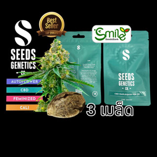 เมล็ดกัญชา Seeds Genetics.Co - CBD Harlequin (Fem)