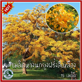 15 เมล็ด หางนกยูงฝรั่งสีเหลือง เมล็ดหางนกยูงฝรั่งสีเหลือง เมล็ดหางนกยูงฝรั่ง หางนกยูงฝรั่ง เมล็ดหางนกยูง หางนกยูง