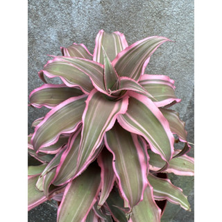 ต้นสับปะรดสี Cryptanthus ต้นใหญ่ กระถางขนาด 6นิ้ว