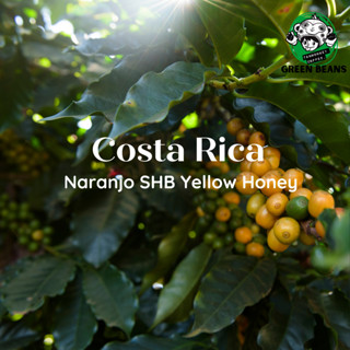 สารกาแฟ Costa Rica Naranjo SHB Yellow Honey