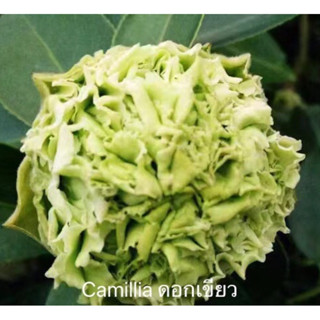 Camellia ดอกเขียว☘️ #นำความมั่งคั่ง #มีชีวิตชีวา 70cm