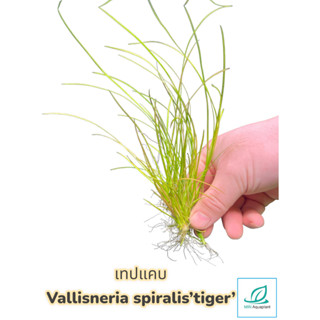 Vallisneria spiralis "tiger" เทปแคบ