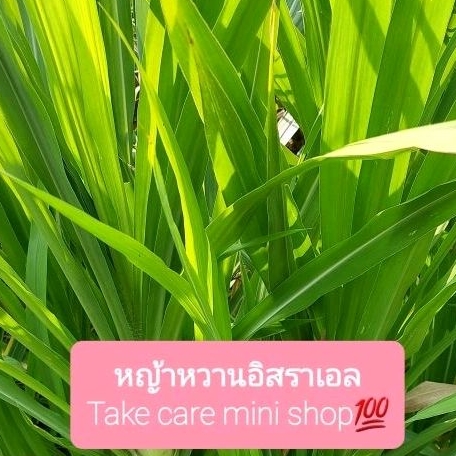 หญ้าหวานอิสราเอลหญ้าสด#หญ้าเนเปียร์หญ้าสดสำหรับเป็นอาหารสัตว์ จำนวน 900 กรัม