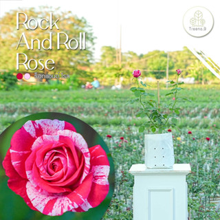 Treeno.9 T350 Rock And Roll Rose (ร็อค แอนด์ โรล)​ ดอกสีชมพูด่าง ต้นใหญ่ ถุง 8 นิ้ว สูง 60-70 ซม. ไม้ดอกประดับ ดอกสวย ออกดอกตลอดทั้งปี (ต้นไม้)